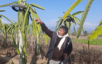दाङमा ‘ड्रागन फल’को खेती : ड्रागनखेतीमा बित्दै पूर्वमन्त्री लोकेन्द्र विष्टका दिन
